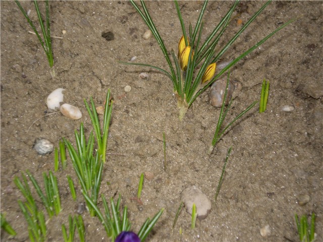 crocus